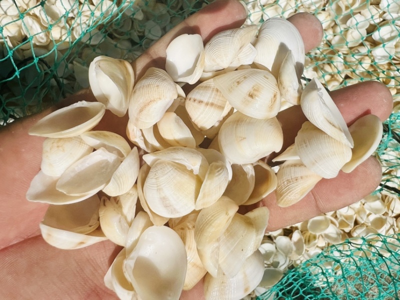 工艺品贝壳小三角贝壳饰品歪嘴妹贝壳原材料