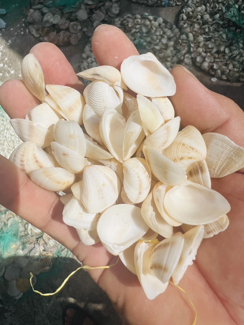 工艺品贝壳小三角贝壳饰品歪嘴妹贝壳原材料