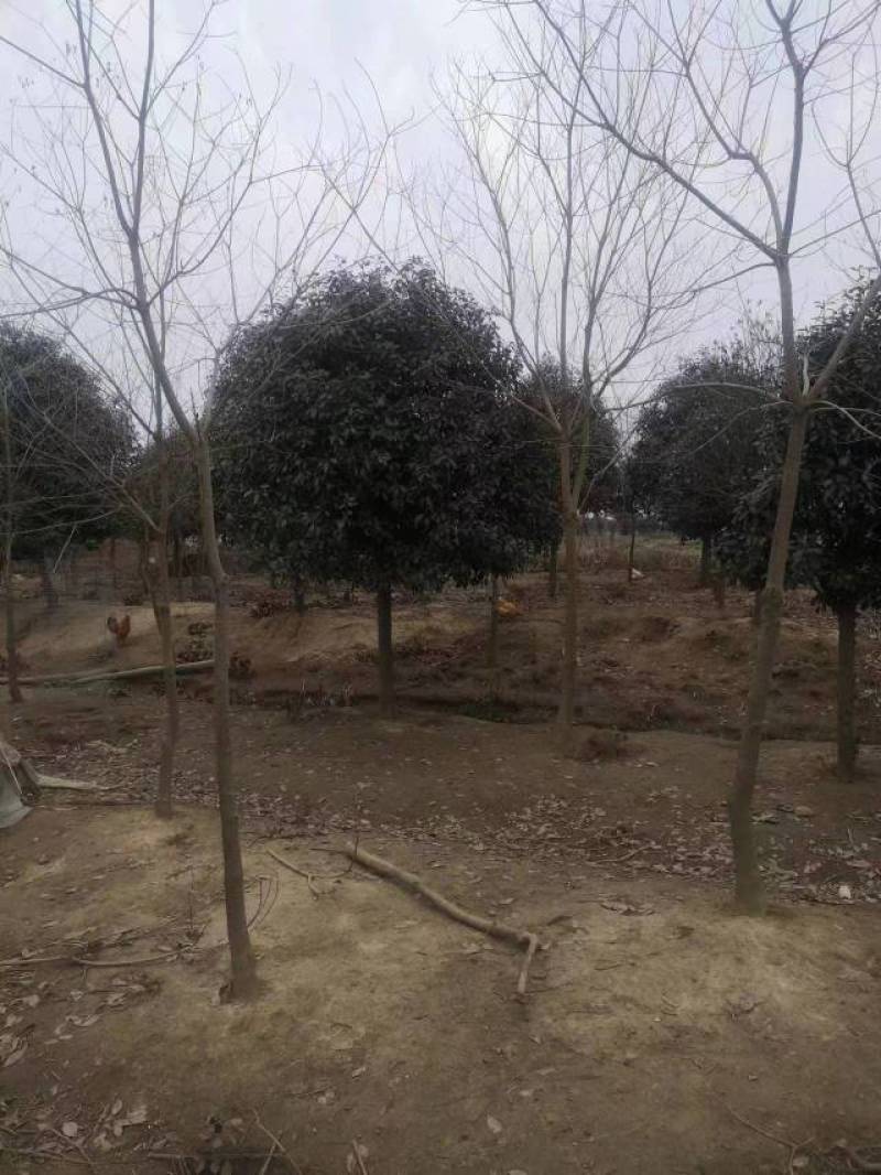 江苏石楠树大量供应规格齐全欢迎各地客商来电订购