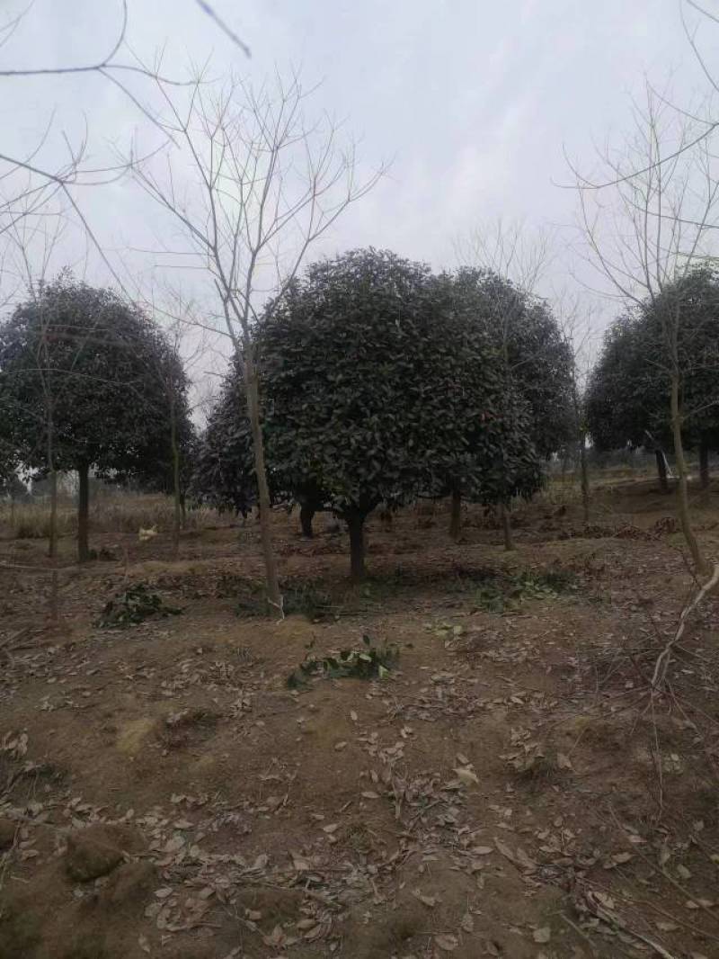 江苏石楠树大量供应规格齐全欢迎各地客商来电订购