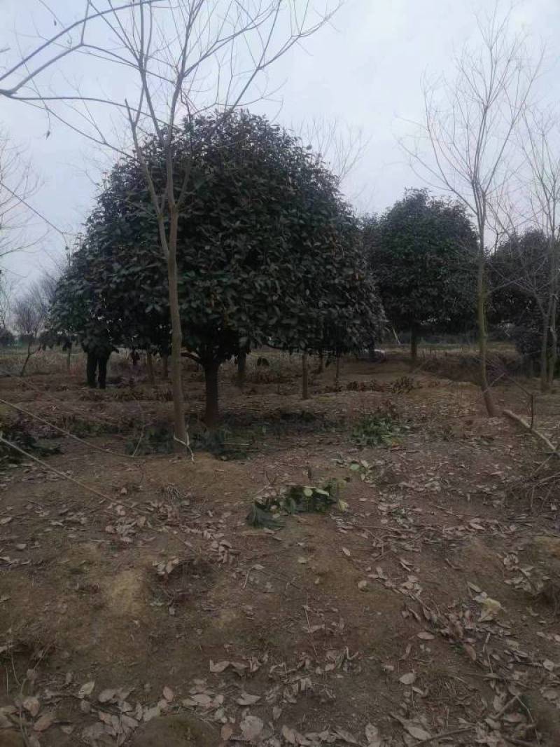 江苏石楠树大量供应规格齐全欢迎各地客商来电订购