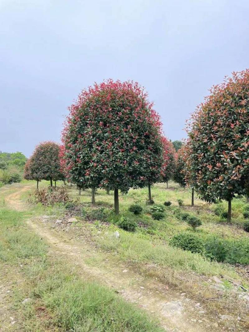 江苏石楠树大量供应规格齐全欢迎各地客商来电订购