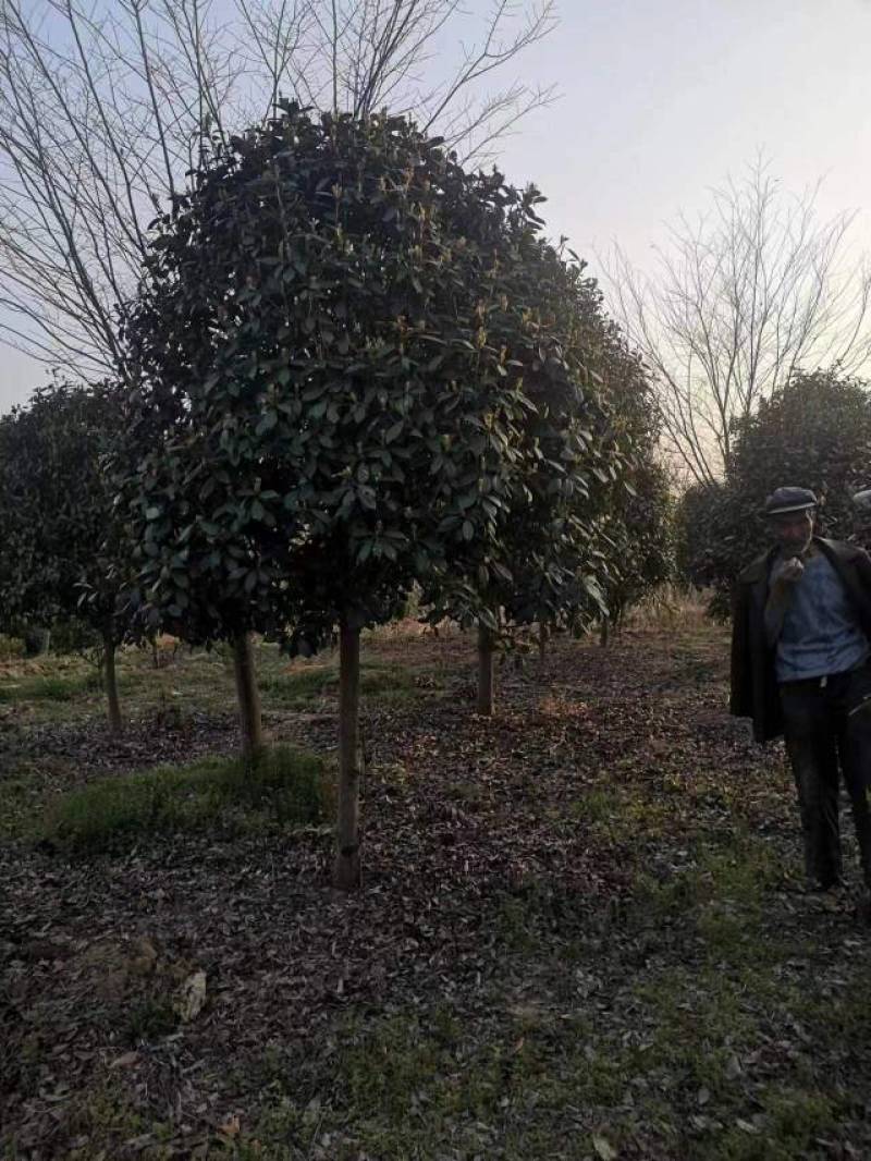 江苏石楠树大量供应规格齐全欢迎各地客商来电订购
