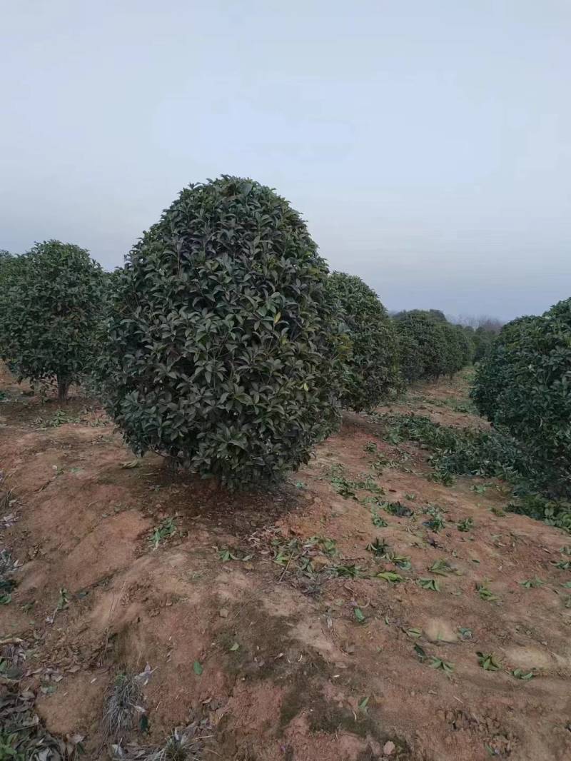 江苏石楠树大量供应规格齐全欢迎各地客商来电订购