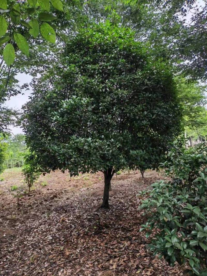 江苏石楠树大量供应规格齐全欢迎各地客商来电订购