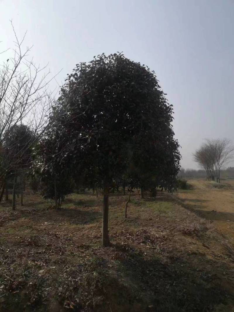 江苏石楠树大量供应规格齐全欢迎各地客商来电订购
