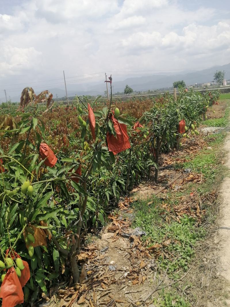 芒果苗：鹰嘴和金煌芒