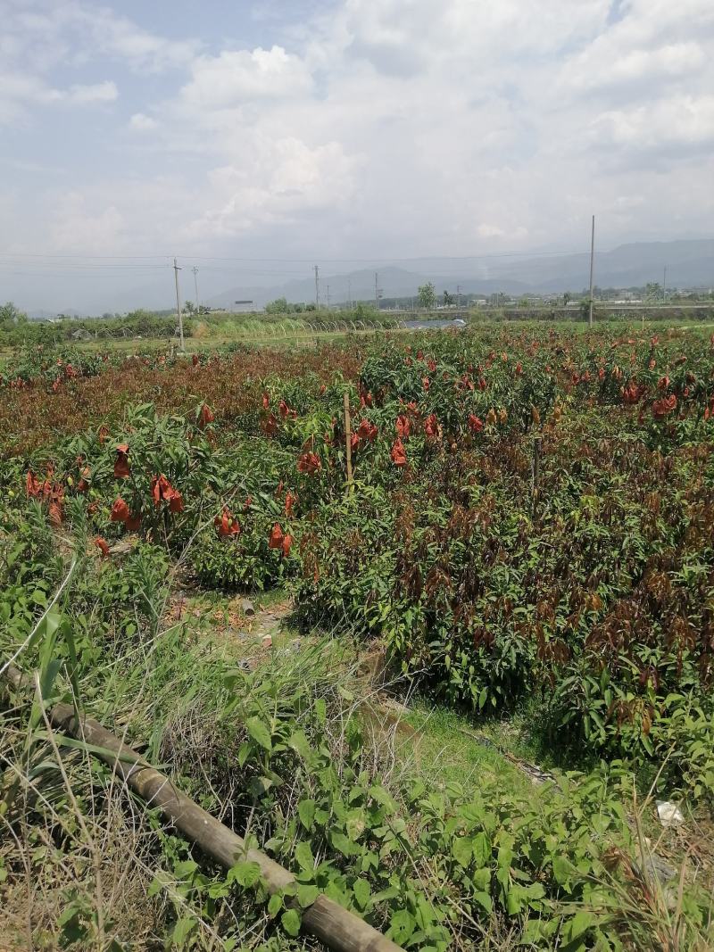 芒果苗：鹰嘴和金煌芒