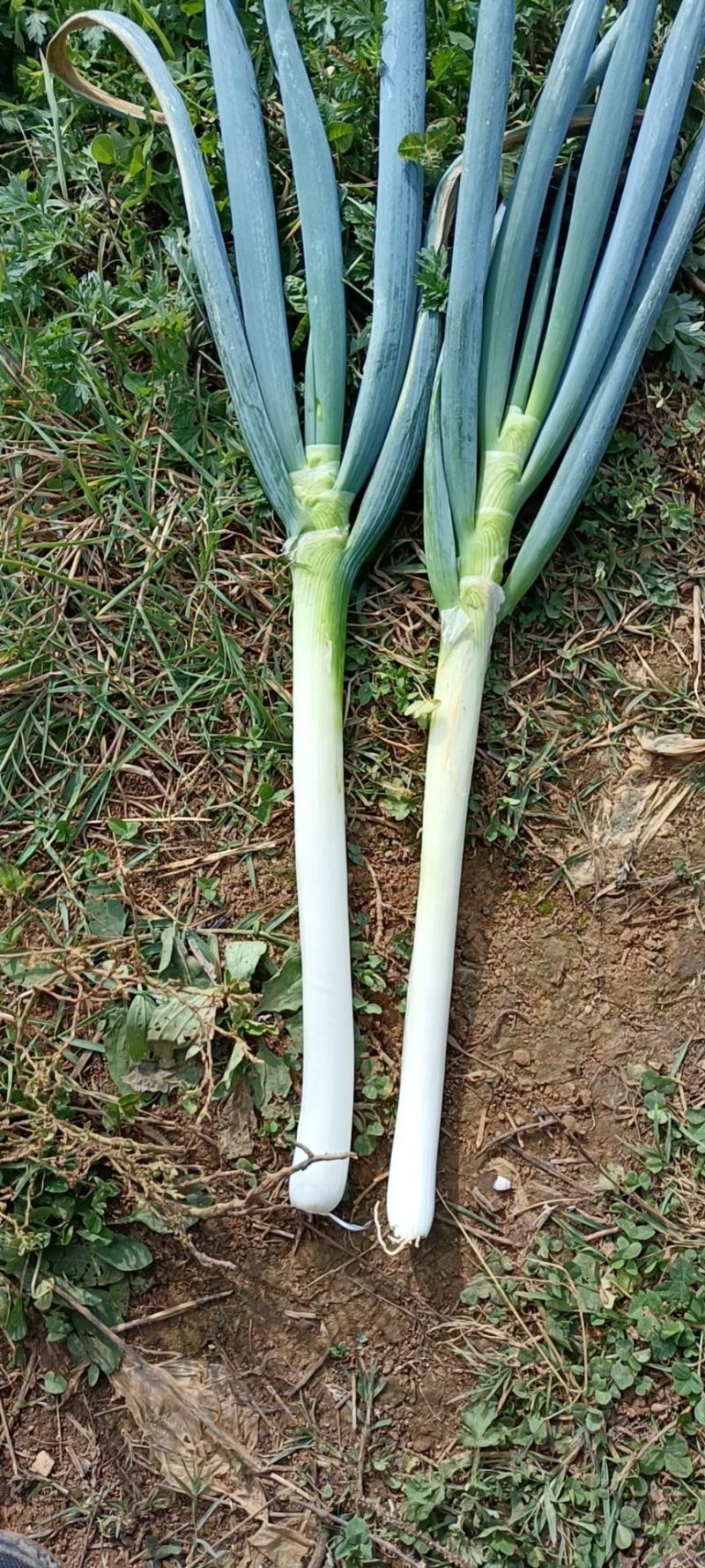 大葱，山地新鲜优质蔬菜口感佳。