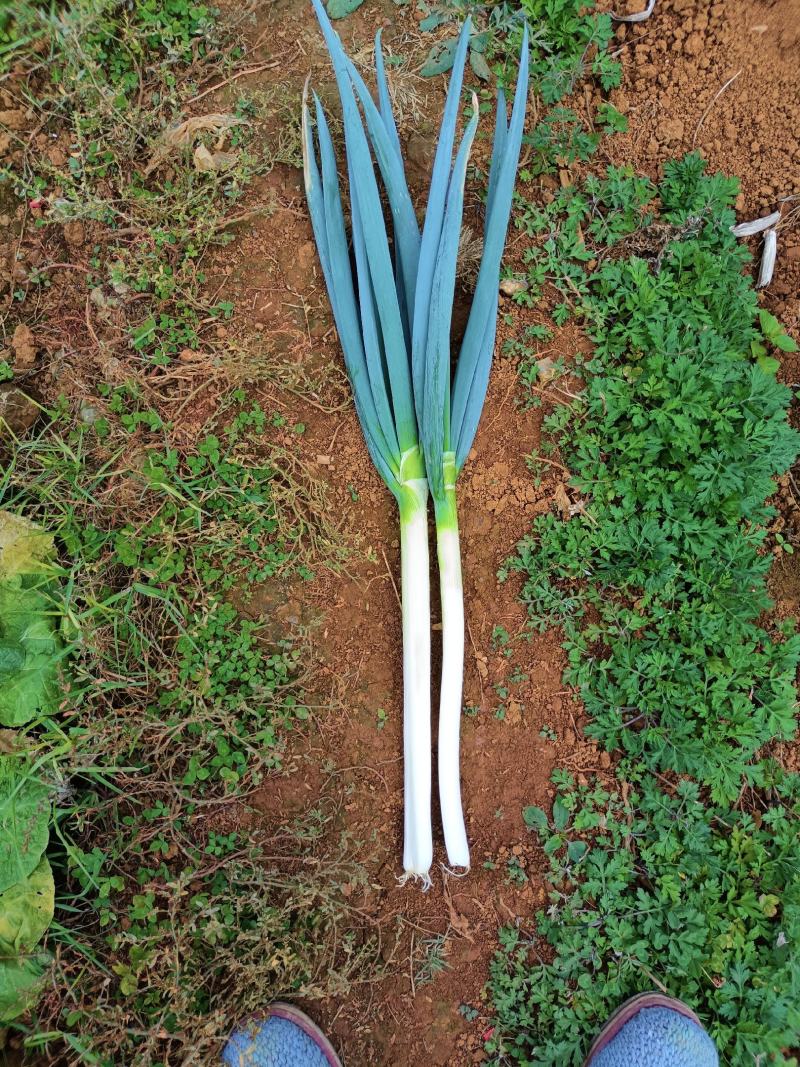 大葱，山地新鲜优质蔬菜口感佳。