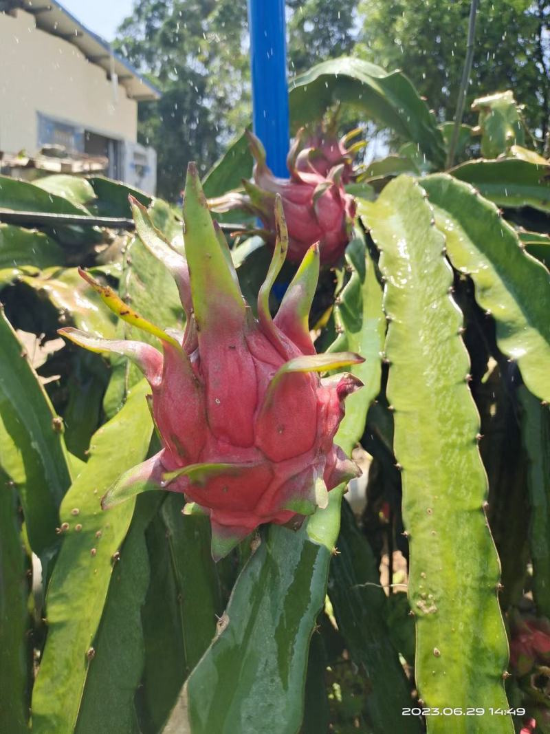 金都火龙果