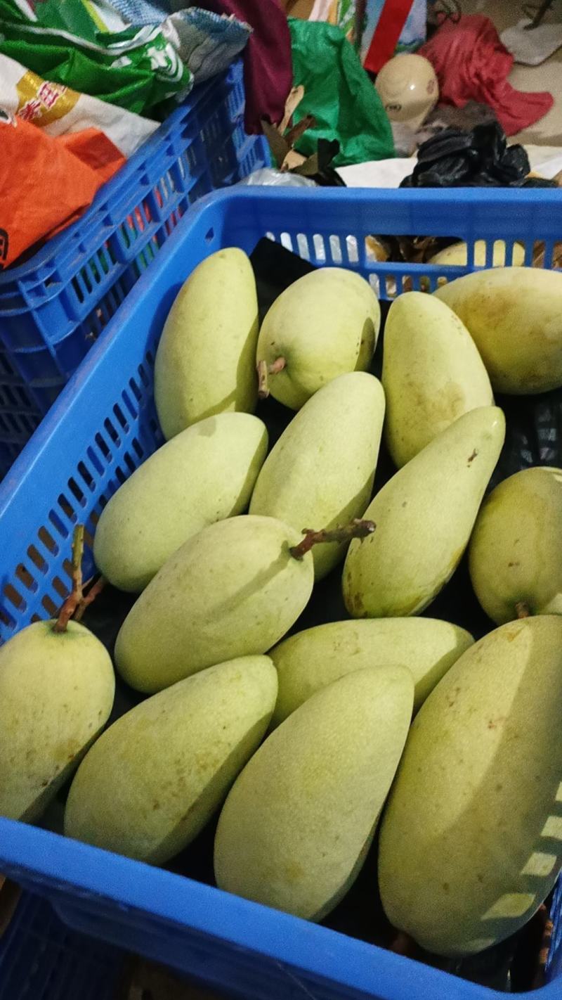 金皇芒