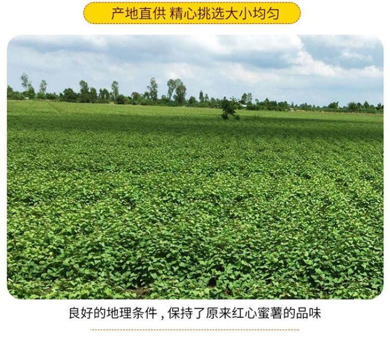 红薯大量供应市场供应电商量大供应长年供质量靠