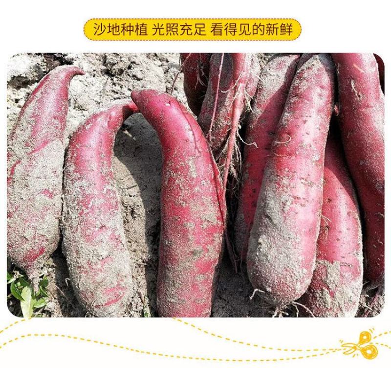 红薯大量供应市场供应电商量大供应长年供质量靠