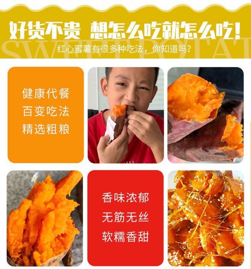红薯大量供应市场供应电商量大供应长年供质量靠