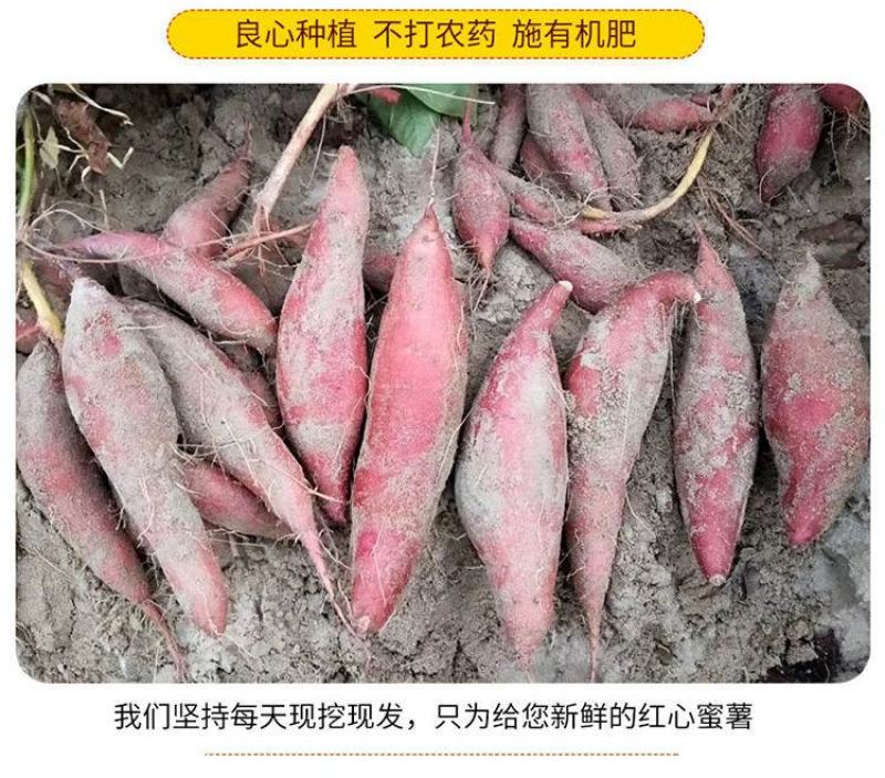 红薯大量供应市场供应电商量大供应长年供质量靠