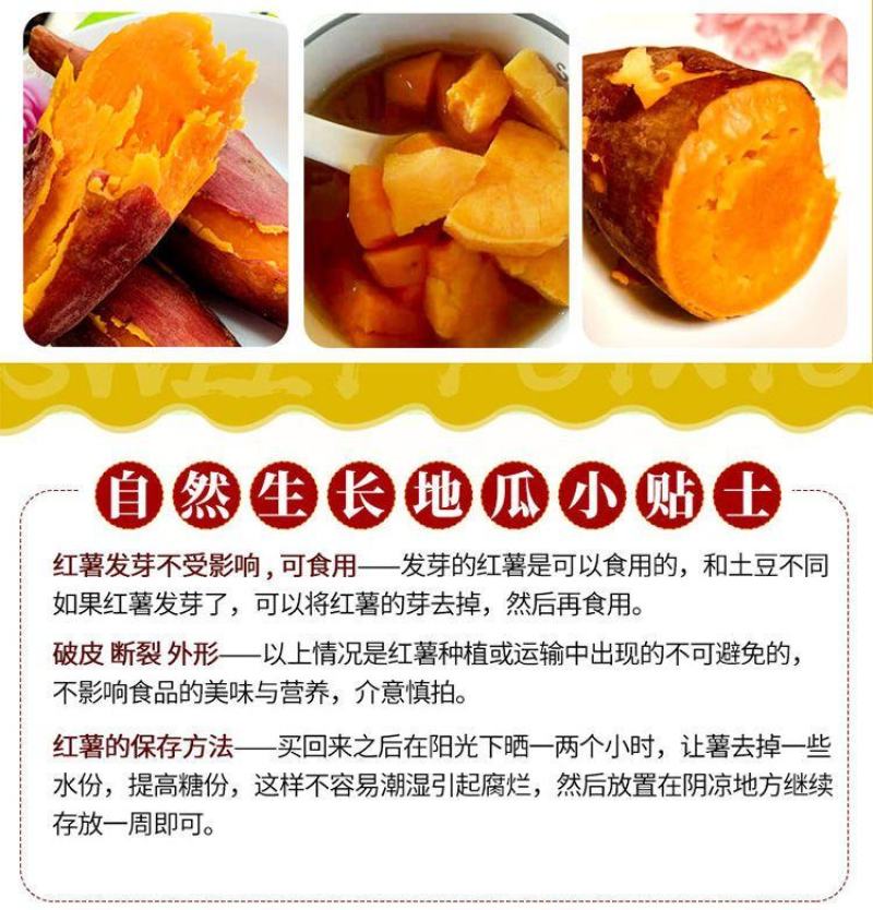 红薯大量供应市场供应电商量大供应长年供质量靠