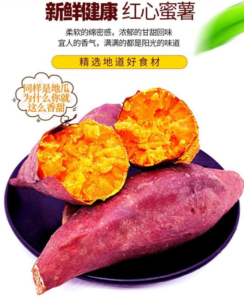红薯大量供应市场供应电商量大供应长年供质量靠