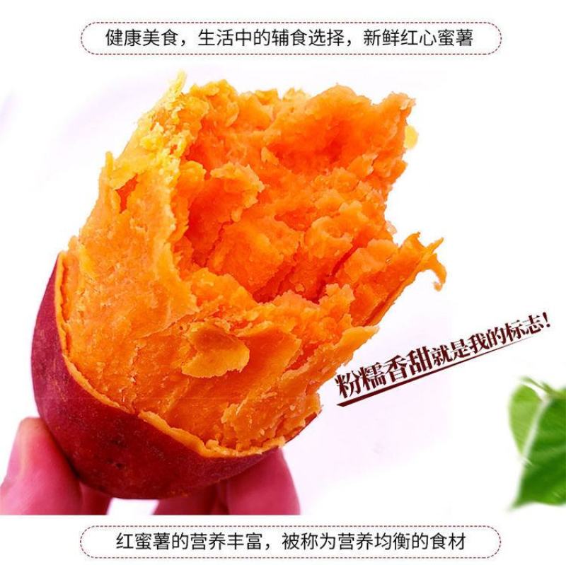 红薯大量供应市场供应电商量大供应长年供质量靠