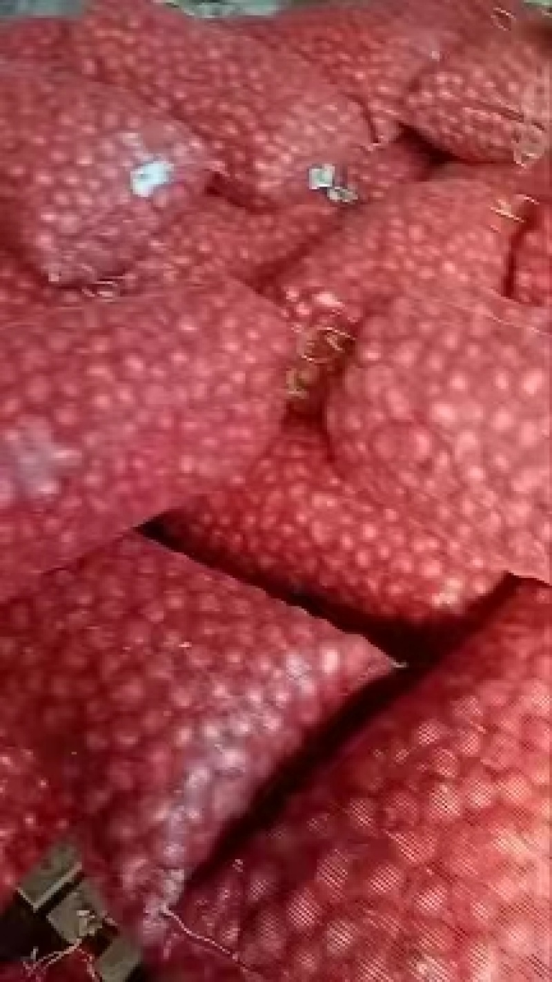 东北小红葱大量上市质量好规格可选价格美丽欢迎采购