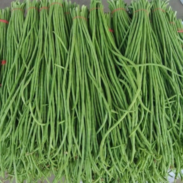 豆角大量上市，质量保证，欢迎咨询