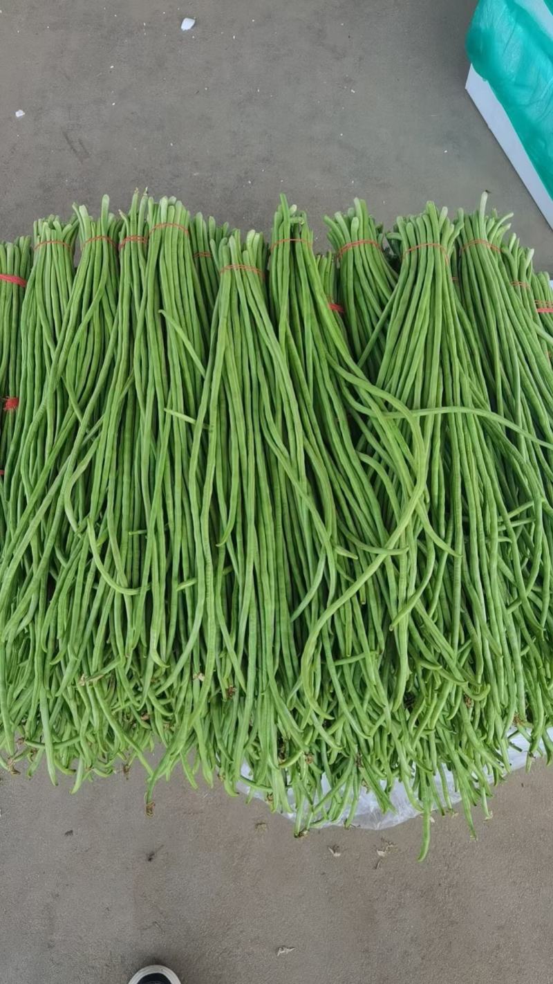 豆角大量上市，质量保证，欢迎咨询