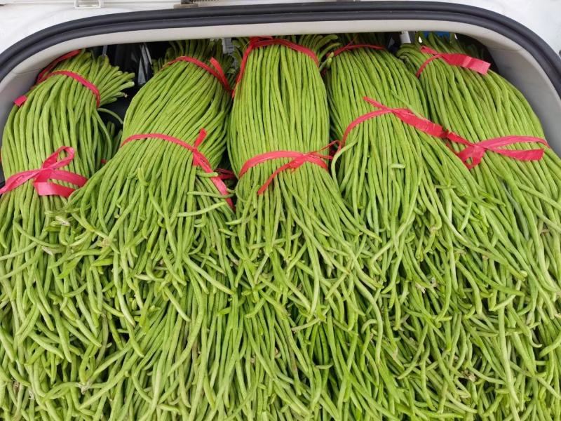 豆角大量上市，质量保证，欢迎咨询