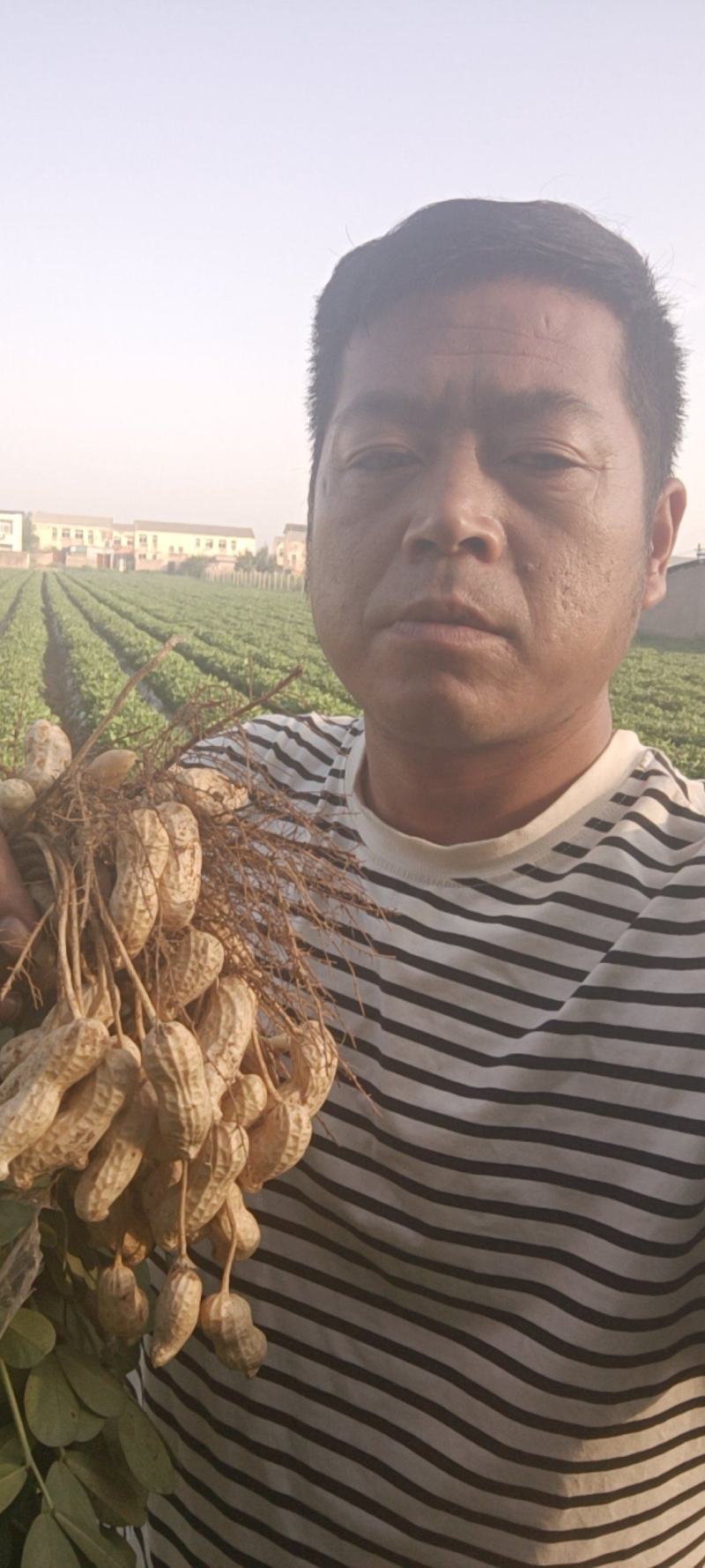 鲜花生，基地直供，白沙系列，豫花系列，鲁花系列，罗汉果。