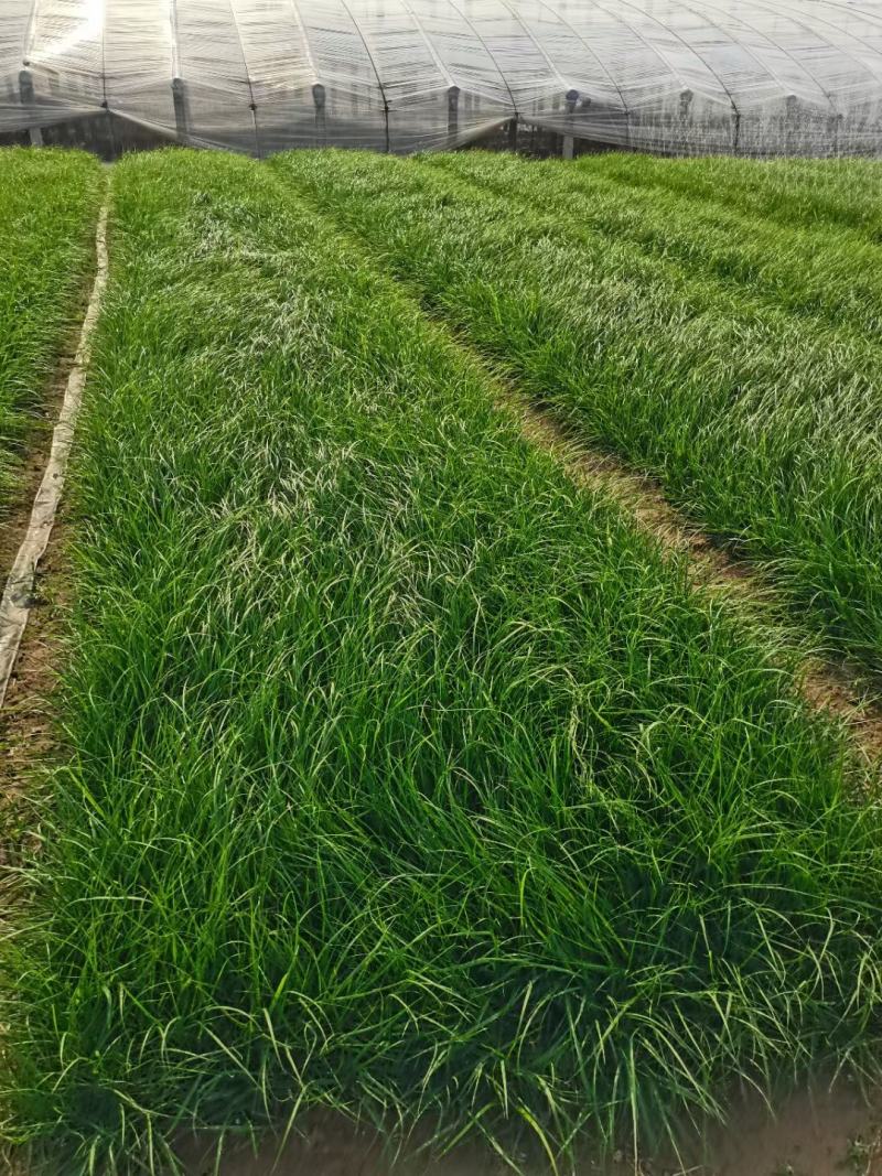 小兔子狼尾草基地直销，大量供应，可实地看货，一手货