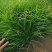 小兔子狼尾草基地直销，大量供应，可实地看货，一手货