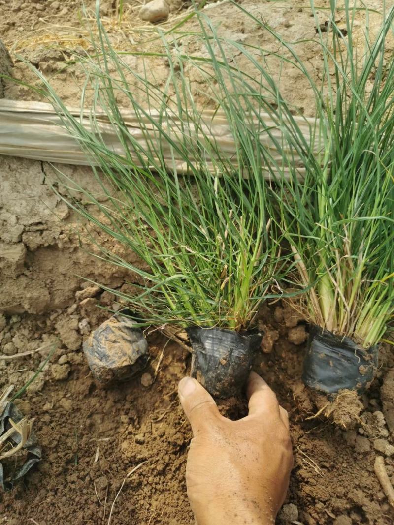 小兔子狼尾草基地直销，大量供应，可实地看货，一手货