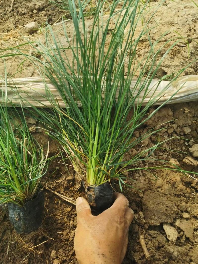 小兔子狼尾草基地直销，大量供应，可实地看货，一手货