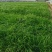 小兔子狼尾草基地直销，大量供应，可实地看货，一手货