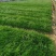 小兔子狼尾草基地直销，大量供应，可实地看货，一手货