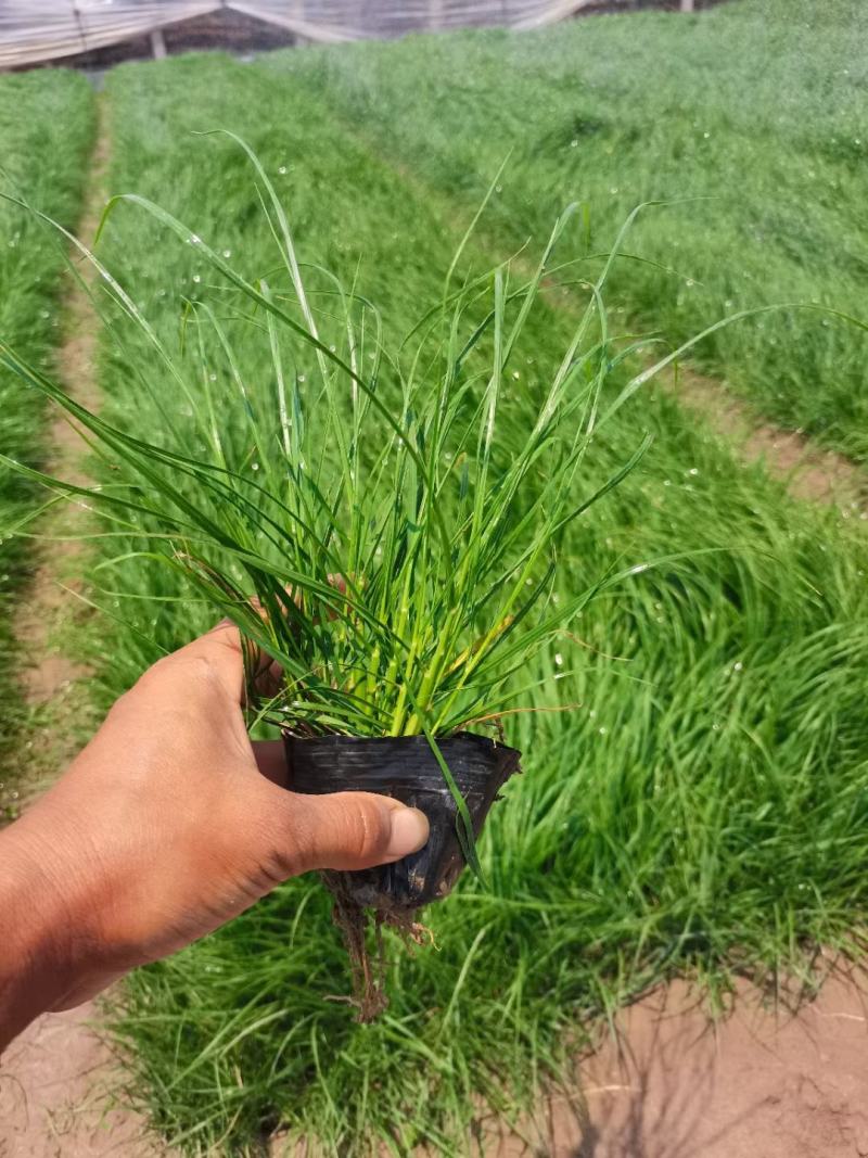 小兔子狼尾草基地直销，大量供应，可实地看货，一手货