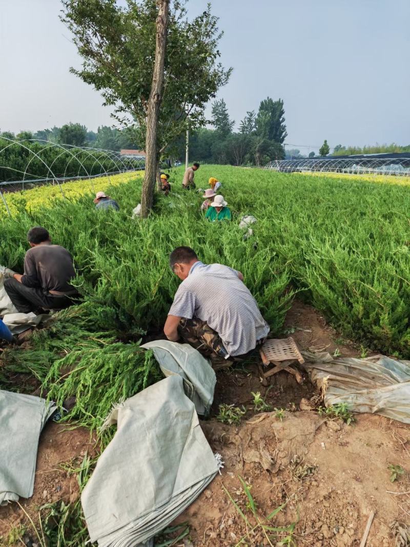 小龙柏基地直销，大量供应，可实地看货，一手货源。