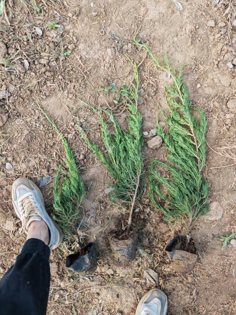小龙柏基地直销，大量供应，可实地看货，一手货源。