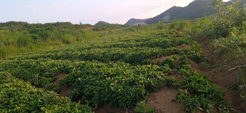 太子参纯二代种苗5万斤