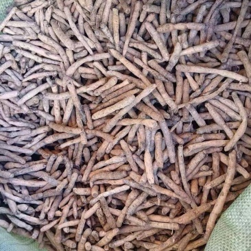 仙茅根