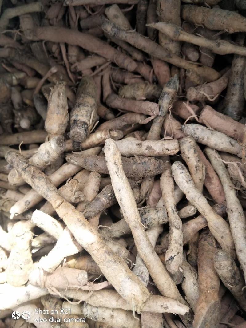 仙茅根