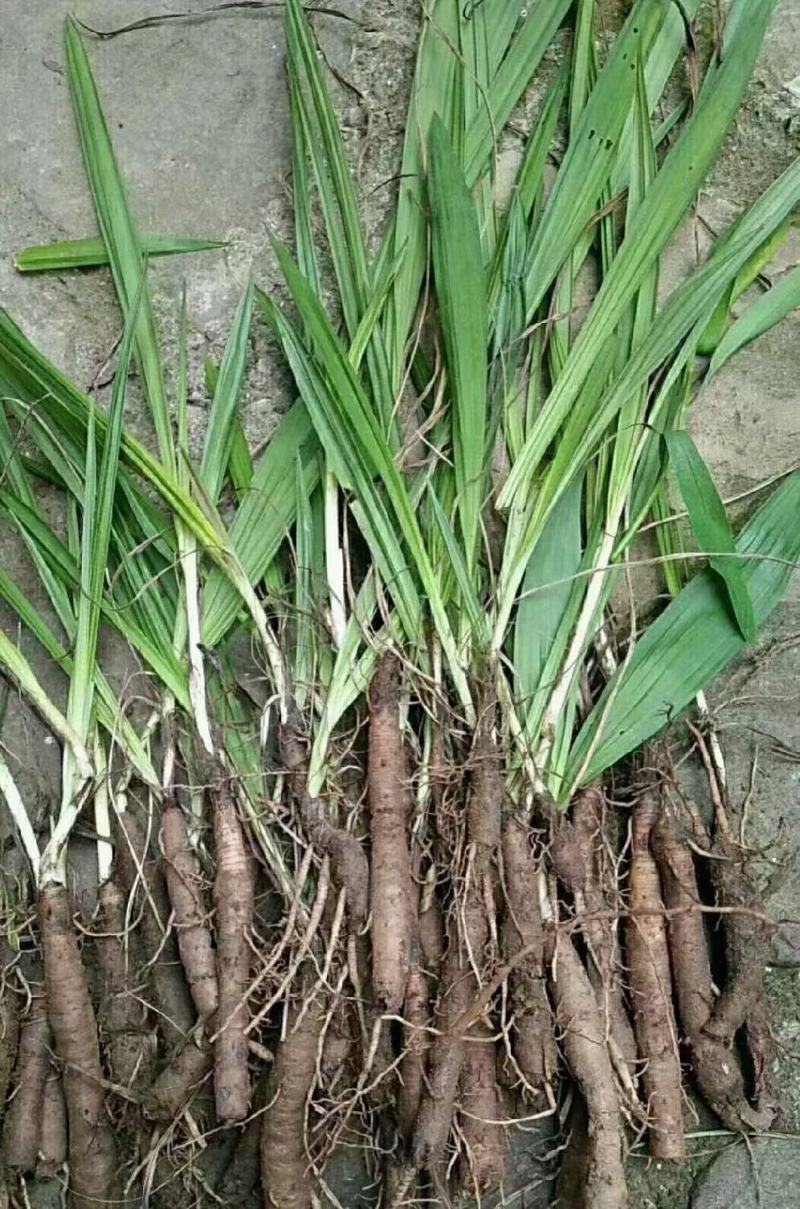 仙茅根