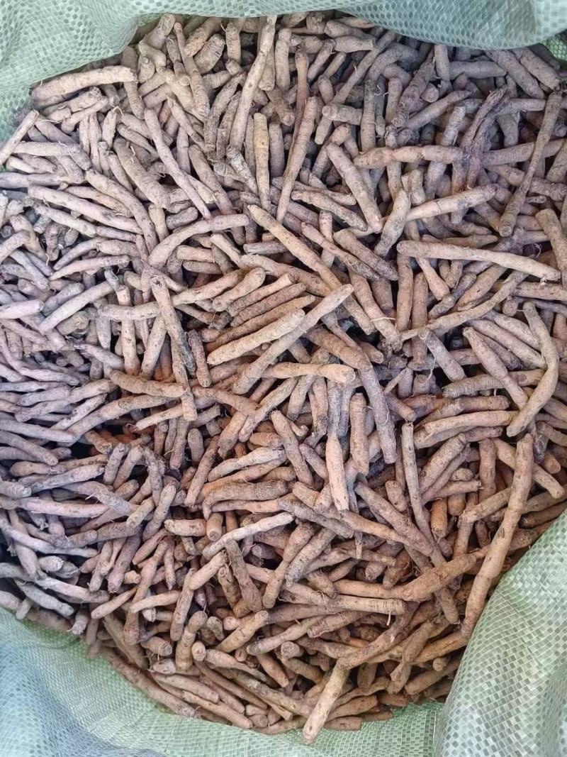 仙茅根