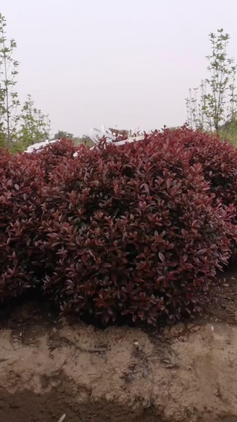 红叶石楠球基地直销，大量供应，可实地看货，一手货源