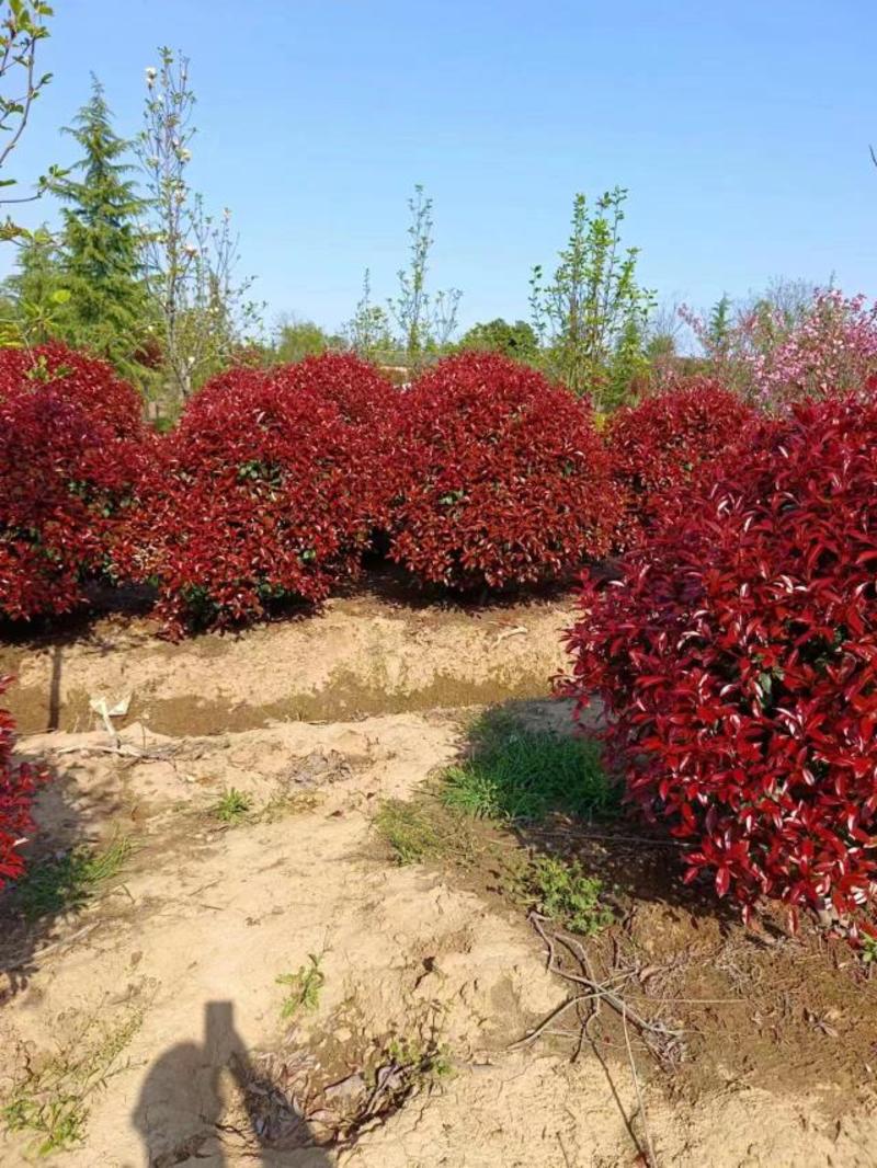 红叶石楠球基地直销，大量供应，可实地看货，一手货源