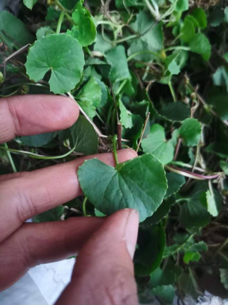 积雪草，雷公根，马蹄菜，干货包邮