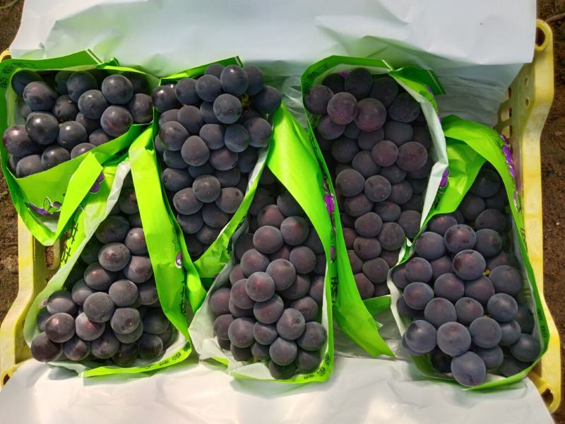 辽南巨峰葡萄大量上市中，色黑果粉好颗粒大口感甜欢迎来采购