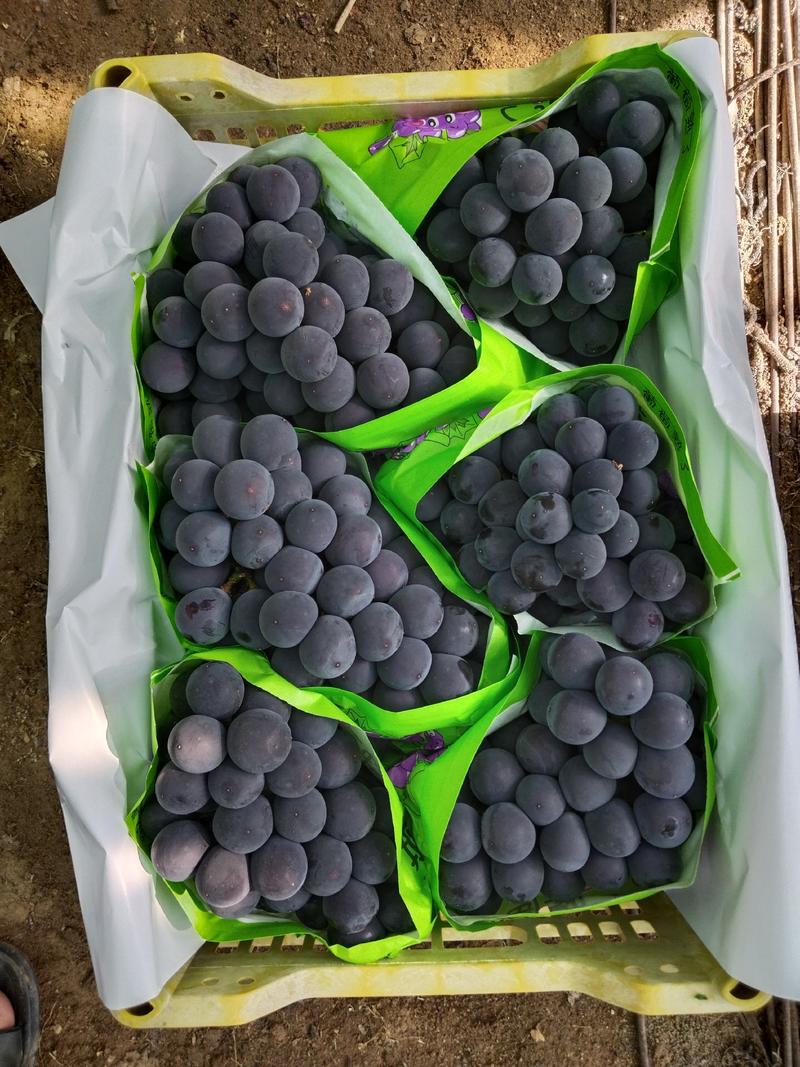 辽南巨峰葡萄大量上市中，色黑果粉好颗粒大口感甜欢迎来采购