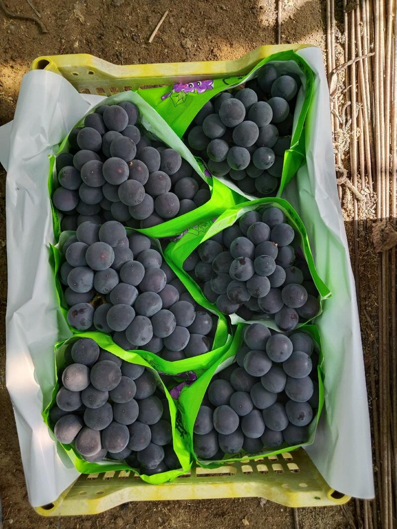 辽南巨峰葡萄大量上市中，色黑果粉好颗粒大口感甜欢迎来采购