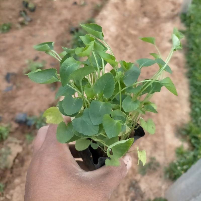 紫花地丁基地直销，大量供应，可实地看货，一手货源。