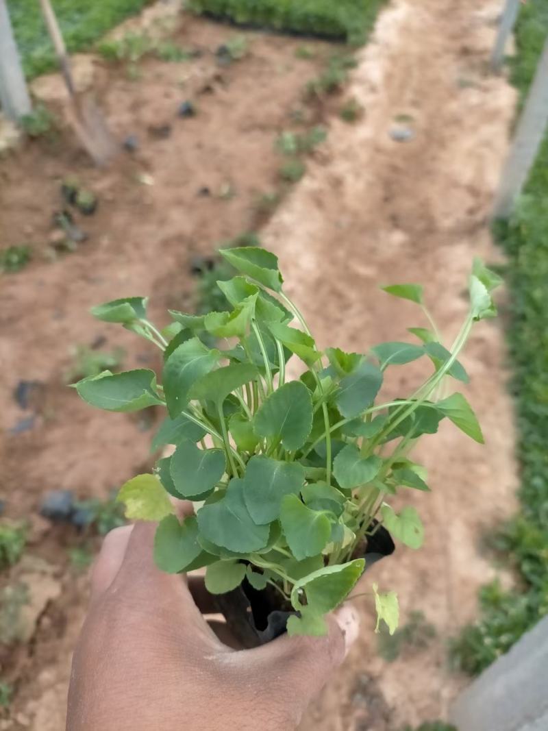 紫花地丁基地直销，大量供应，可实地看货，一手货源。